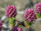 Larix decidua