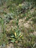 Camelina microcarpa