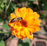 Calendula officinalis