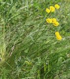 Tanacetum millefolium. Цветущее растение. Ростовская обл., Неклиновский р-н, Большенеклиновское с/п, \"Миусский склон\" в дол. р. Миус, верхняя часть склона. 03.06.2016.