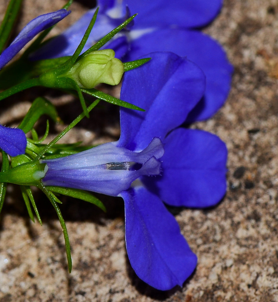 Изображение особи Lobelia erinus.