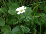 Callianthemum sajanense