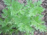 Artemisia absinthium