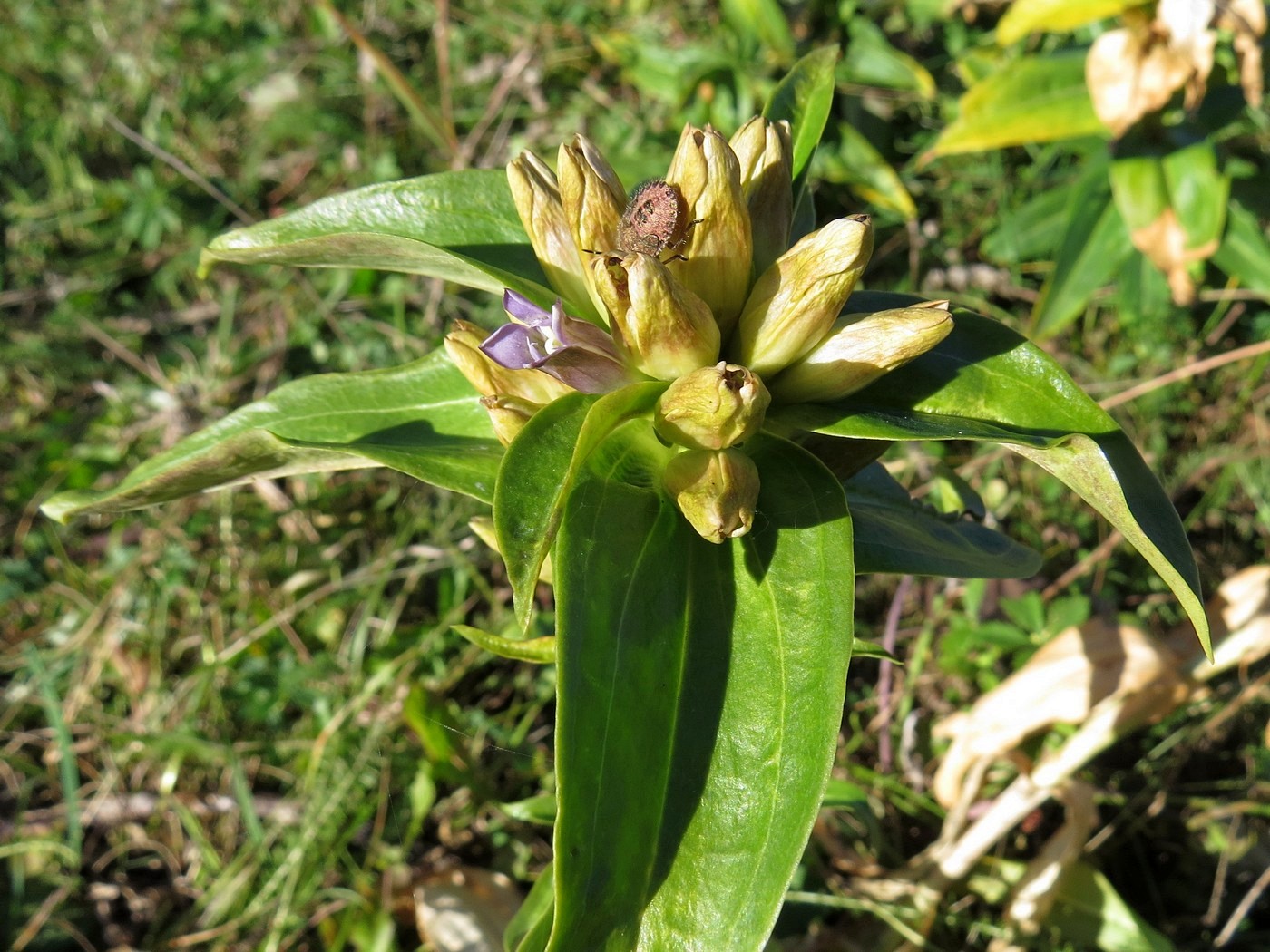 Image of Gentiana cruciata specimen.