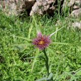 Tragopogon krascheninnikovii