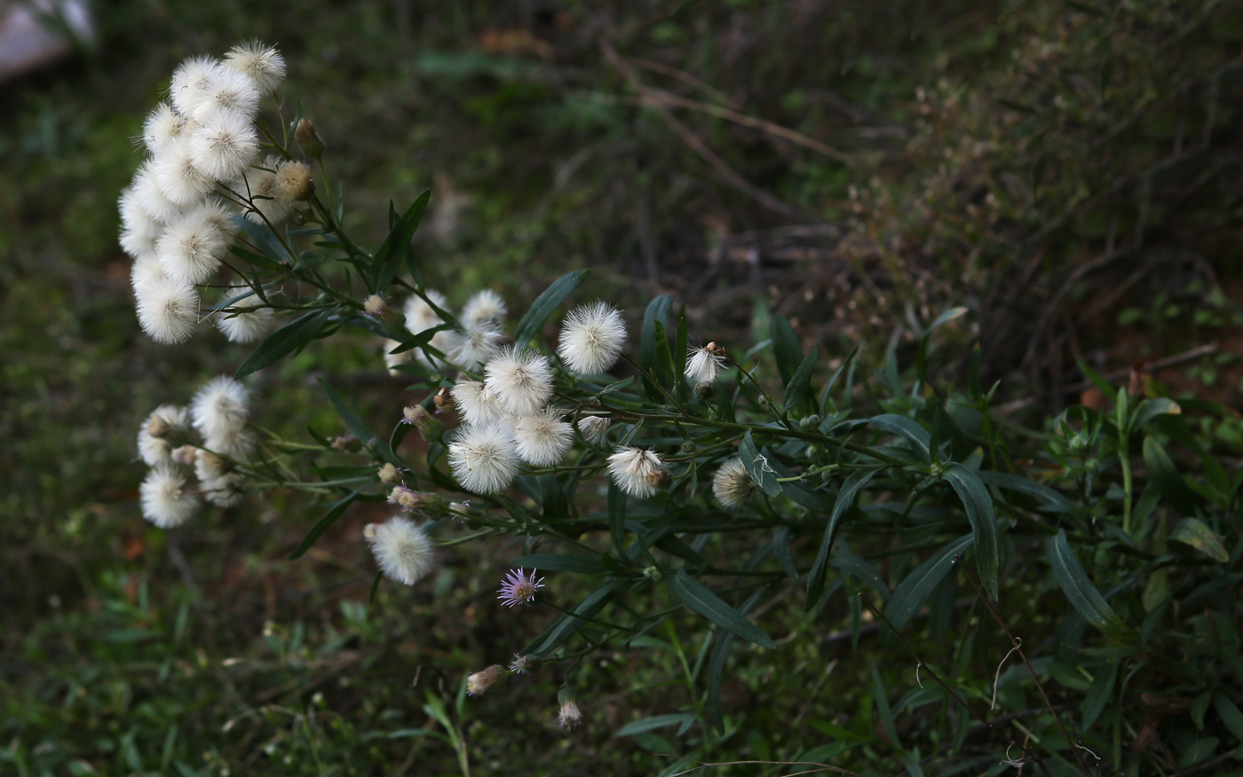 Изображение особи Erigeron uralensis.