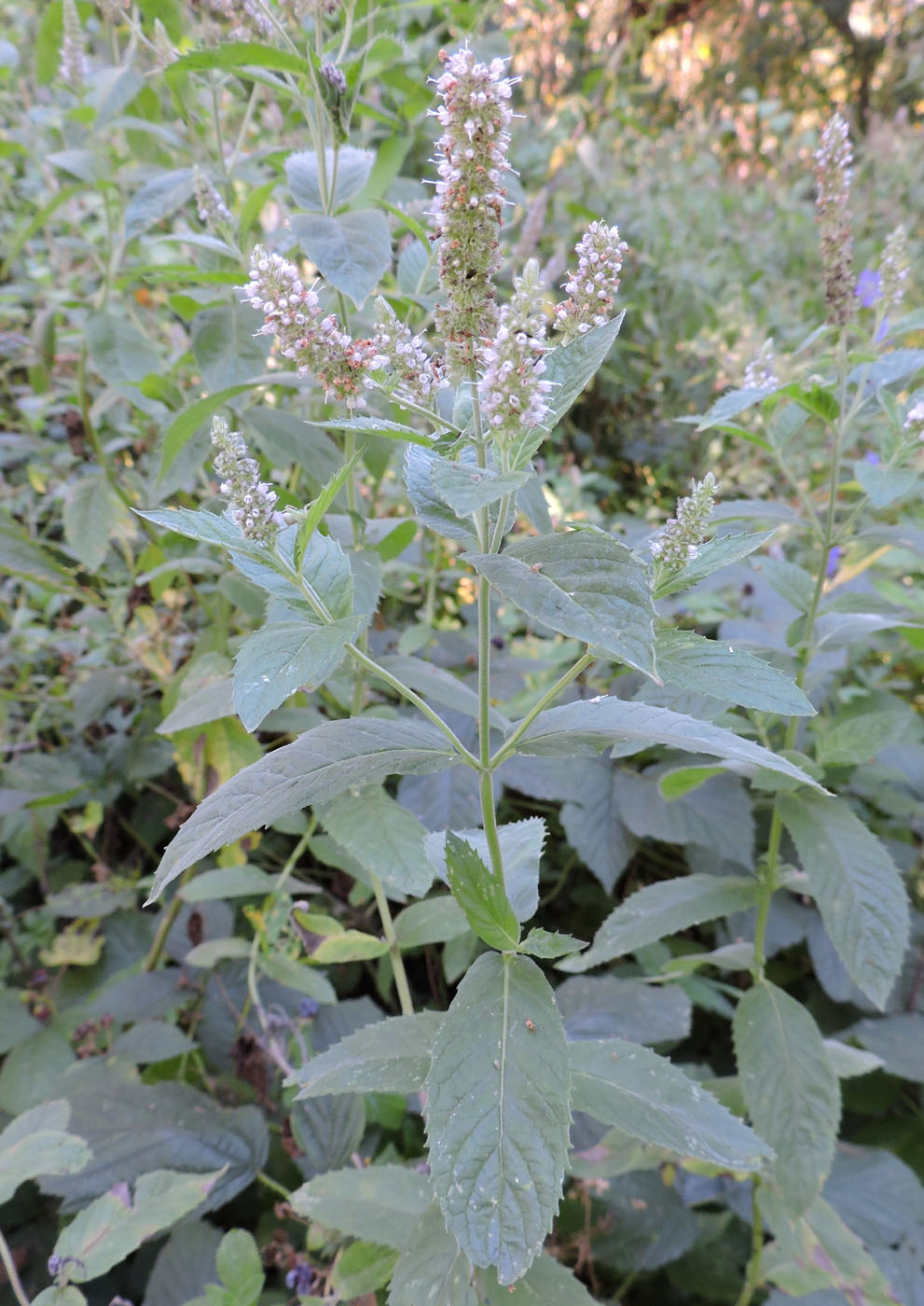 Изображение особи Mentha longifolia.