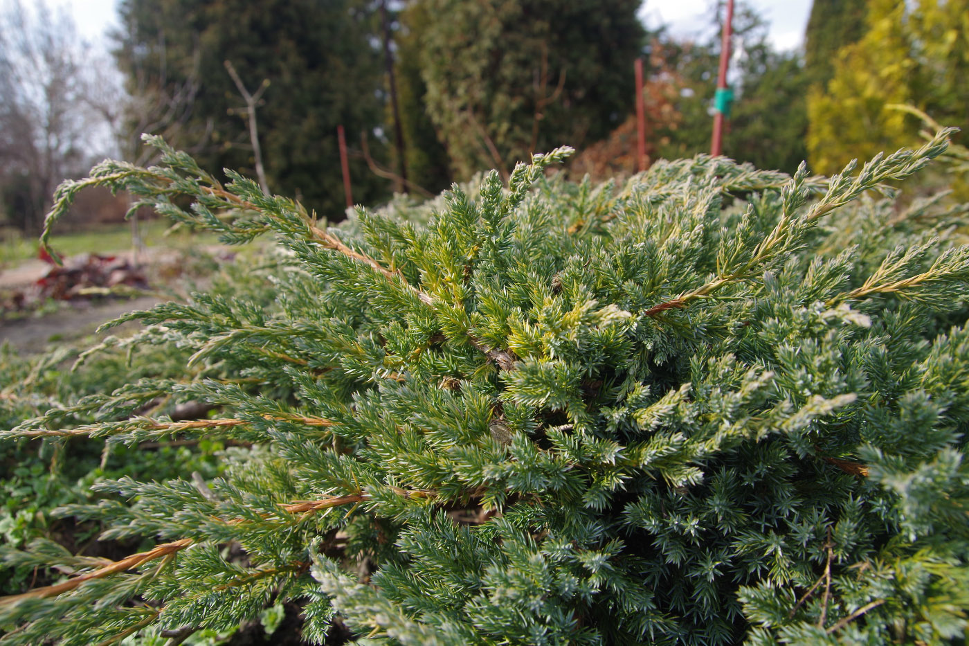 Изображение особи Juniperus squamata.