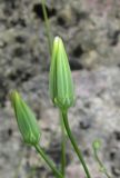 Crepis pulchra