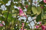 Bauhinia variegata