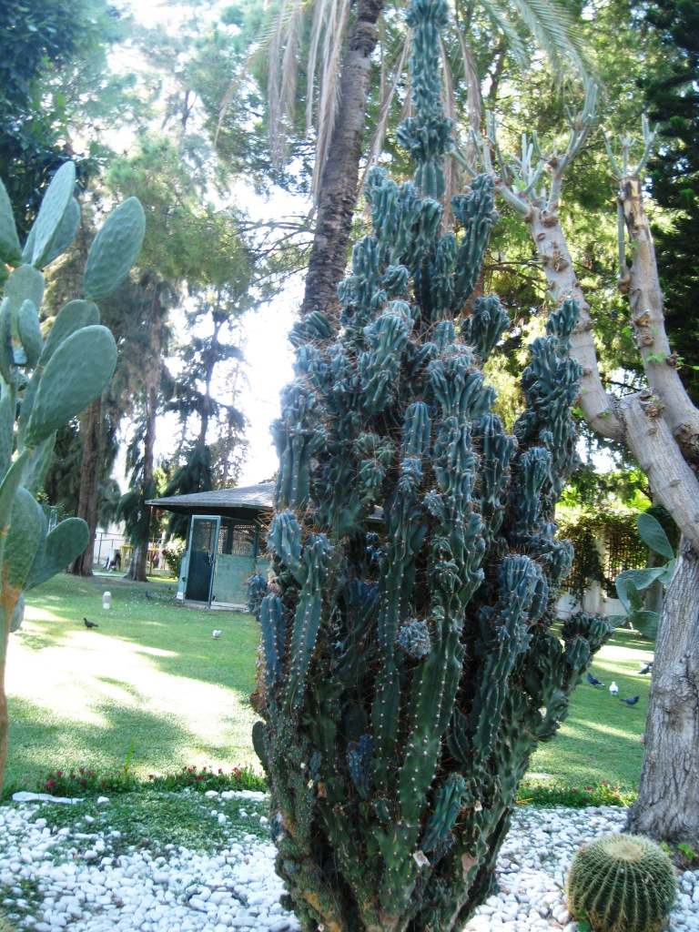 Изображение особи Cereus peruvianus var. monstrosus.