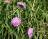 Knautia arvensis