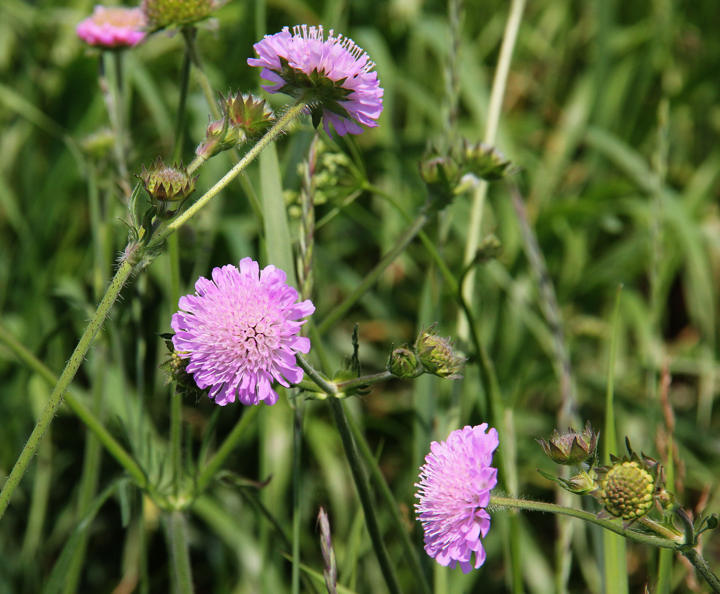 Изображение особи Knautia arvensis.