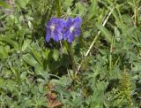 Geranium gymnocaulon. Верхушка побега с соцветием. Кабардино-Балкария, Эльбрусский р-н, гора Чегет, субальпийский луг. 08.07.2009.