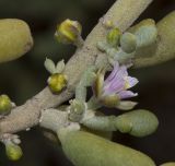 Tetraena fontanesii