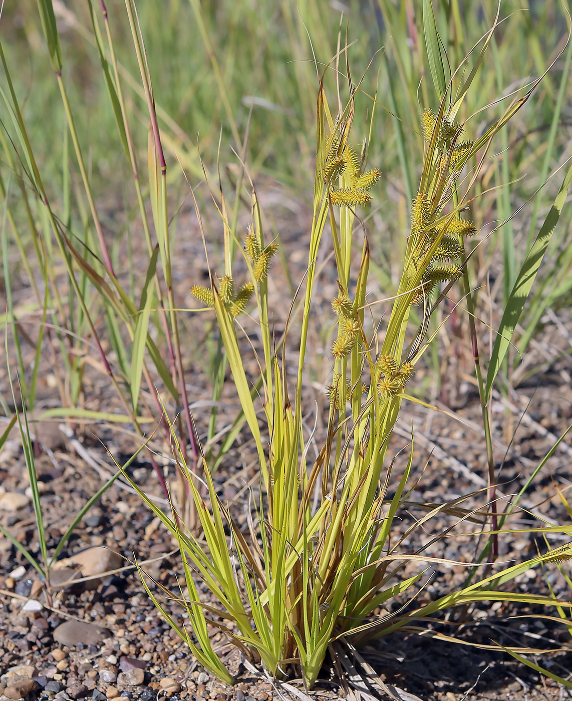 Изображение особи Carex pseudocyperus.