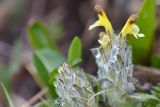 Pedicularis oederi. Соцветие в каплях дождя. Кыргызстан, Иссык-Кульская обл., Внутренний Тянь-Шань, хр. Терскей-Ала-Тоо, ущ. Джеты-Огуз, долина р. Телеты, начало подъёма на пер. Телеты, 3100 м н.у.м., травянисто-кустарниковый склон. 16.05.2018.