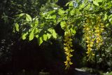 Laburnum anagyroides