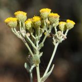 Pyrethrum majus