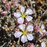 Frankenia chilensis