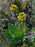 Ligularia altaica. Цветущее растение (на заднем плане видны побеги Berberis sibirica). Алтай, Кош-Агачский р-н, долина р. Нарын-Гол, ≈ 2200 м н.у.м., горная тундра. 15.06.2019.