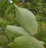 Padus virginiana