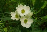 Anemonastrum sibiricum