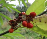 Magnolia salicifolia