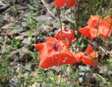 Papaver rhoeas