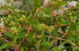 Euphorbia nutans