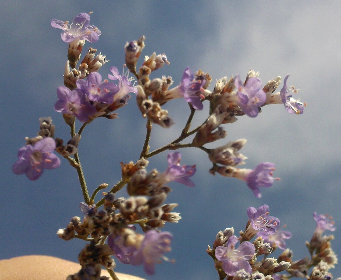 Изображение особи Limonium tomentellum.