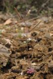 Arabidopsis thaliana