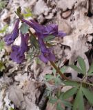 Corydalis solida. Верхушка цветущего растения. Украина, Харьковская обл., Харьковский лес. 19.04.2011.