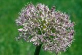 Allium stipitatum