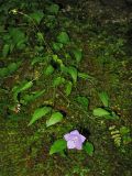 Campanula carpatica