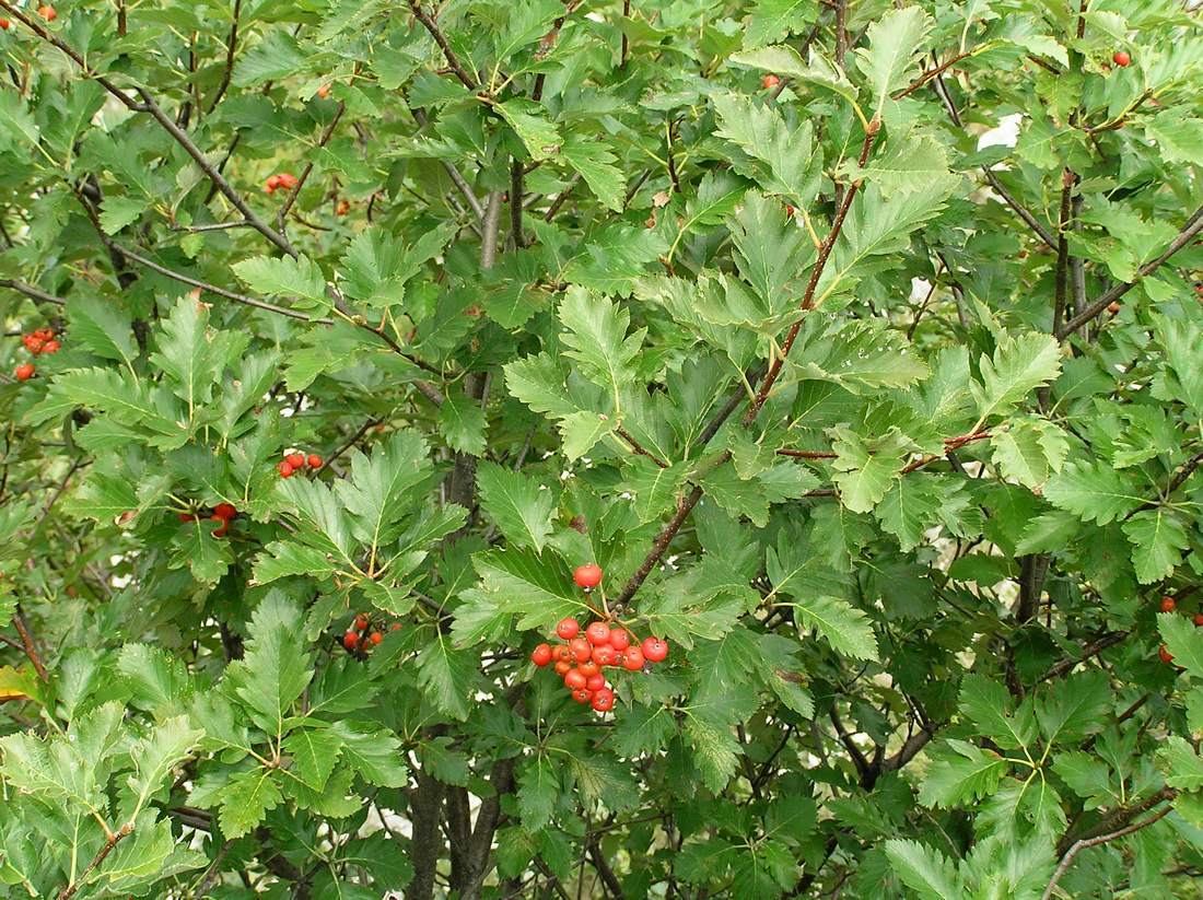 Изображение особи Sorbus semipinnata.