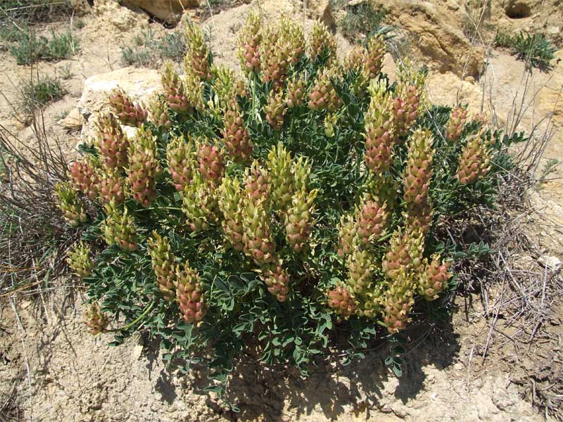 Изображение особи Astragalus calycinus.