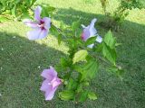 Hibiscus syriacus