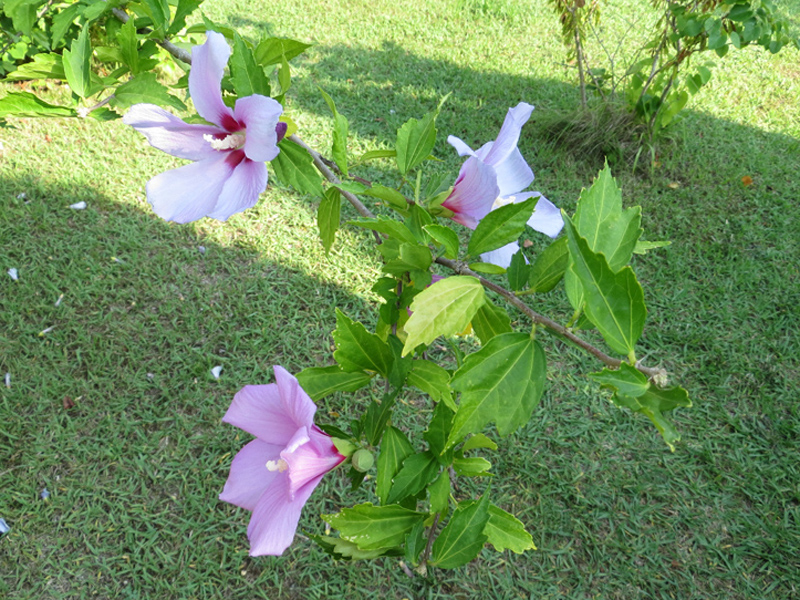 Изображение особи Hibiscus syriacus.