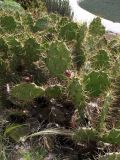 Opuntia dillenii