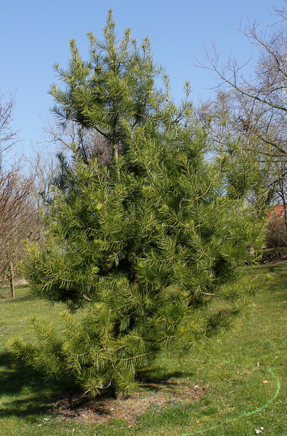 Изображение особи Pinus bungeana.