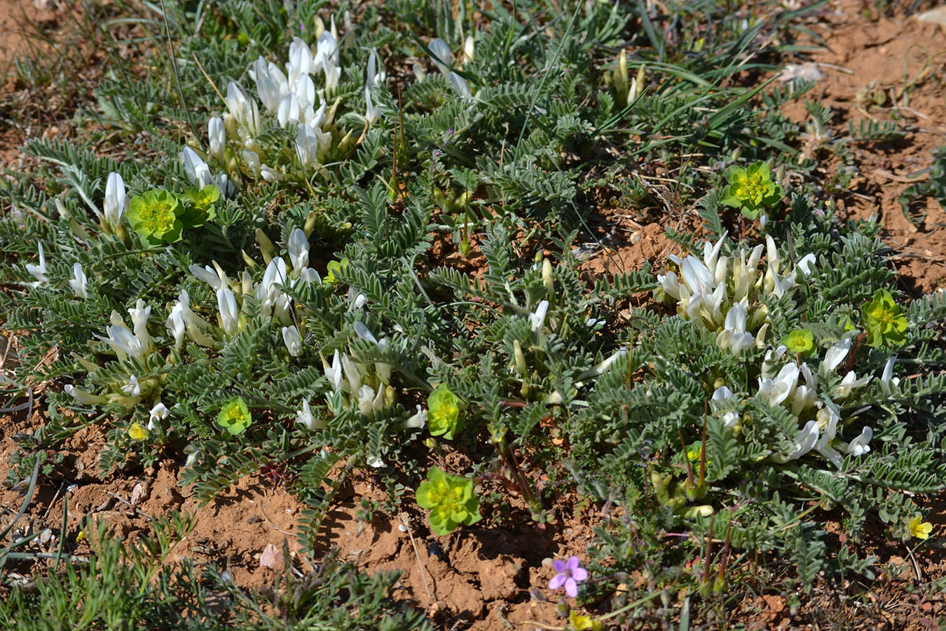 Изображение особи Astragalus rupifragus.