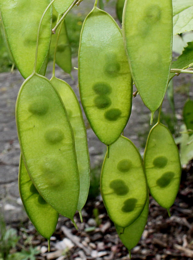 Изображение особи Lunaria rediviva.