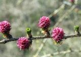 Larix decidua