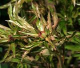 Paeonia lactiflora