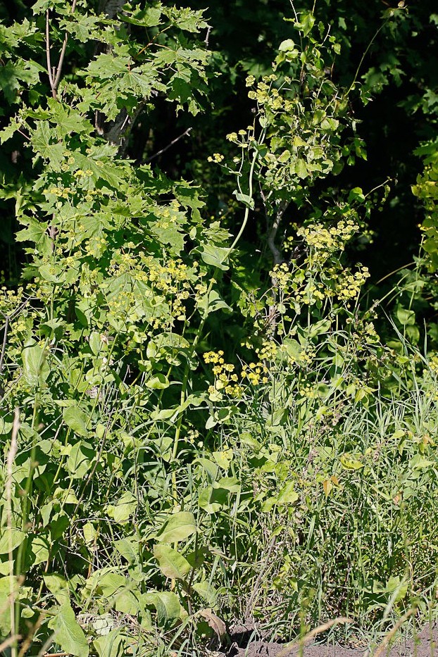 Изображение особи Bupleurum longifolium ssp. aureum.