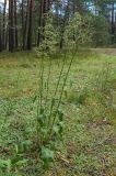 Rumex thyrsiflorus. Цветущее растение. Ленинградская обл., Лужский р-н, 136 км шоссе М-20, сосняк травяно-зеленомошный на песке, поляна. 02.07.2016.