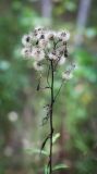 Hieracium umbellatum. Верхушка плодоносящего растения. Пермский край, Нытвинский р-н, с. Григорьевское, лесная опушка вдоль березового колка. 10.09.2016.