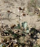 Eryngium maritimum