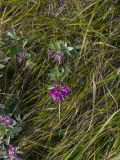 Trifolium lupinaster